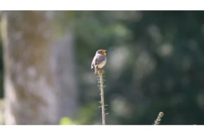 A la découverte des oiseaux - Exploregion