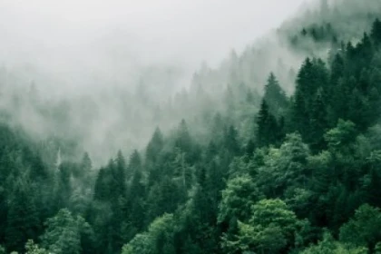 Bain de forêt - Exploregion