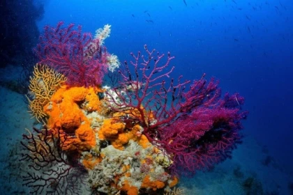 Baptême de plongée recycleur scr mares horizon - Exploregion