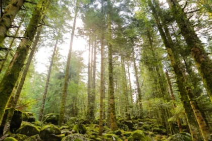 Découverte Sylvothérapie dans les Vosges - Exploregion