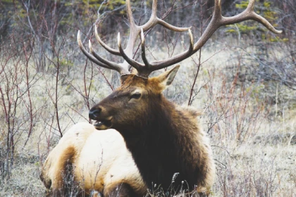 Découvrez le Cerf Elaphe ! - Exploregion