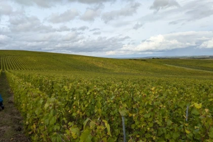 Dégustation 1 cuvée dans le vignoble - Nogent l'Abbesse - Exploregion