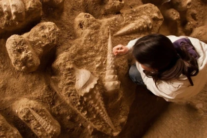 La Cave aux Coquillages, la cave la plus insolite de Champagne - Exploregion