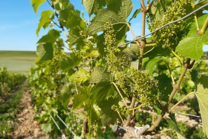 La viticulture agroécologique - Exploregion