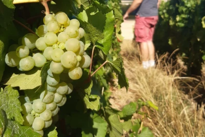 La viticulture agroécologique - Exploregion
