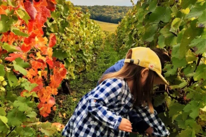 La viticulture agroécologique - Exploregion