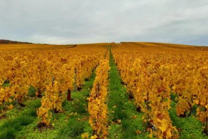 La viticulture agroécologique - Exploregion