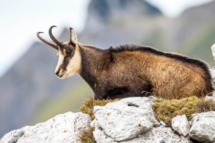 Le champion de nos montagnes, Chamois ! - Exploregion