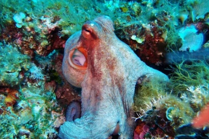 snorkeling - Exploregion