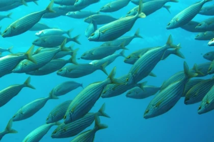 snorkeling - Exploregion