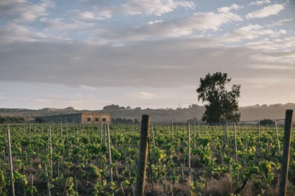 Syracuse Volcanique - Dégustation de vins siciliens - Exploregion