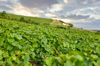 Visite + Dégustation "Deux cuvées de Champagne" - Exploregion