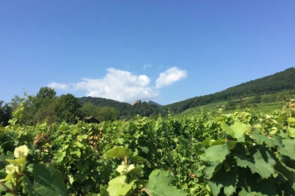 Journée Au coeur du vignoble alsacien avec dégustations - Exploregion
