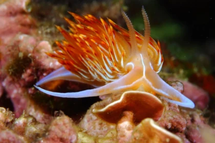 * Plongée en Groupe Auto encadré - Exploregion