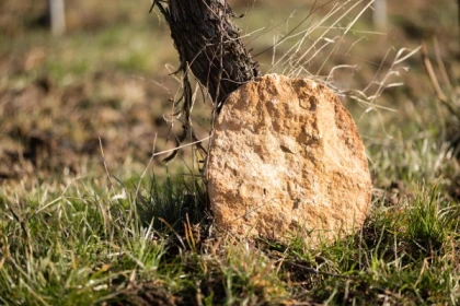 Quand la vigne travaille avec la nature...la biodynamie expliquée - Exploregion