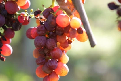 Quand la vigne travaille avec la nature...la biodynamie expliquée - Exploregion