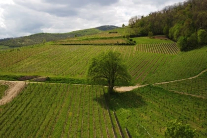 Quand la vigne travaille avec la nature...la biodynamie expliquée - Exploregion