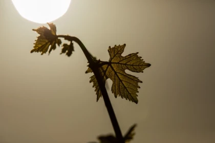 Quand la vigne travaille avec la nature...la biodynamie expliquée - Exploregion