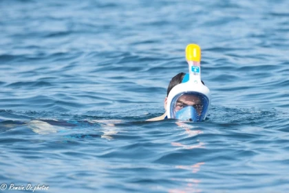 SARDINAUX EVASION - Location de matériel de snorkeling - Exploregion