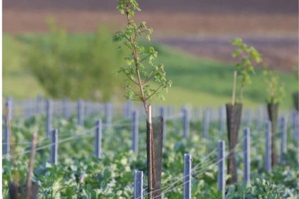 Secrets de Famille : Voyage au cœur du Champagne  - Exploregion