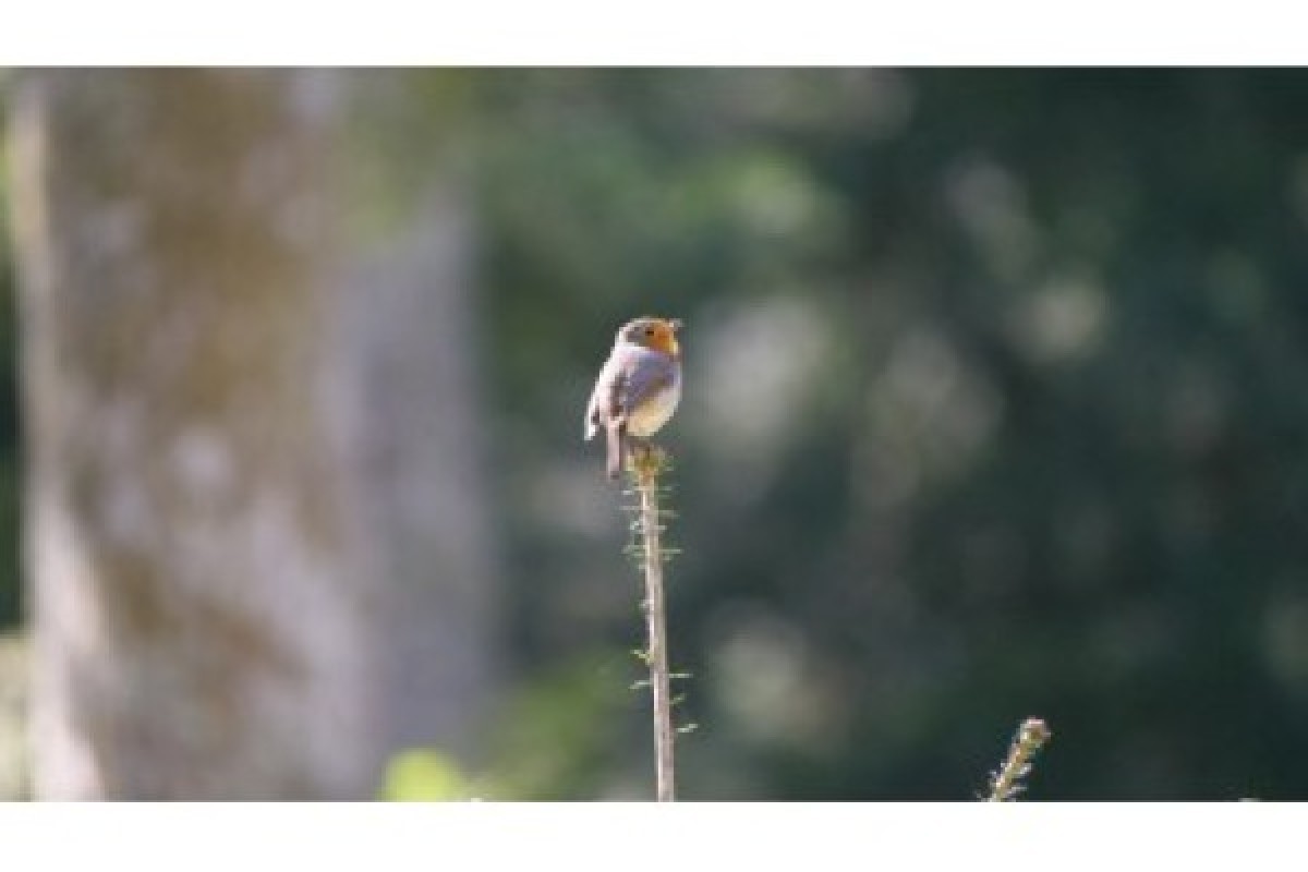 A la découverte des oiseaux - Exploregion