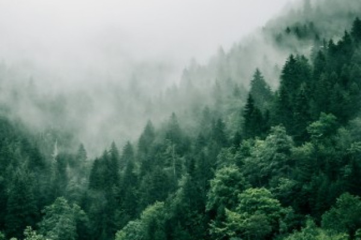 Bain de forêt - Exploregion