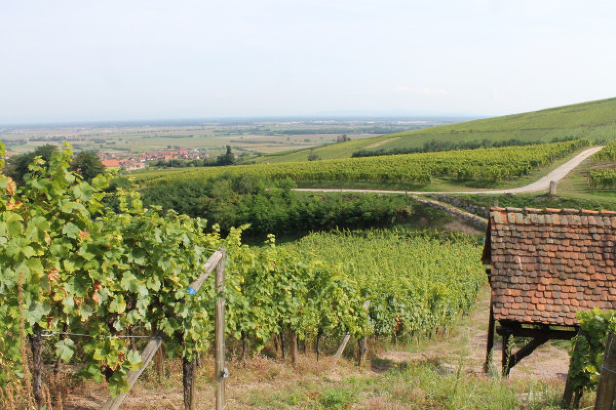 Balade Gourmande et Vinicole - Exploregion