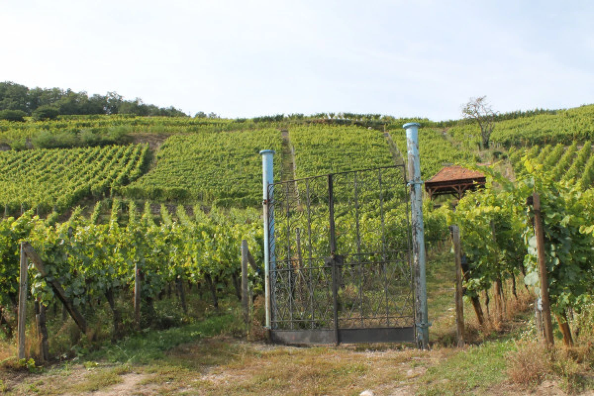 Balade Gourmande et Vinicole - Exploregion