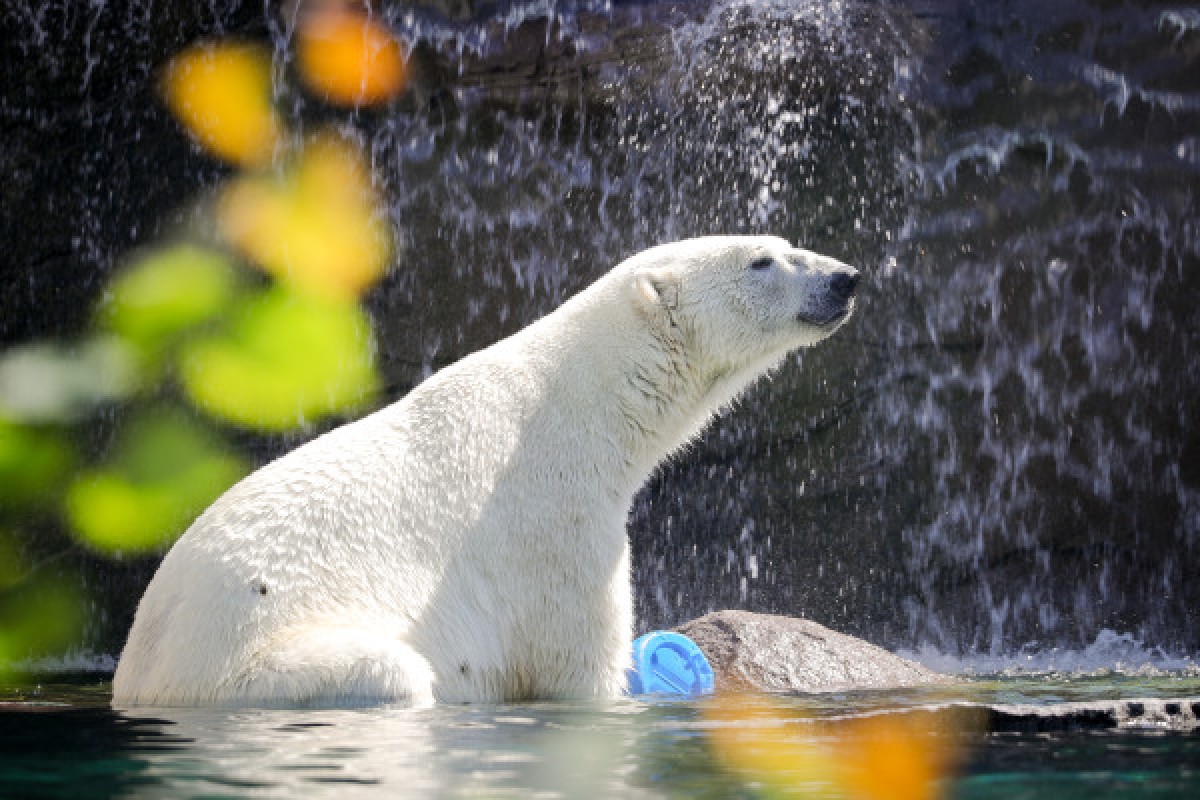Billet d'entrée - Zoo de Mulhouse - Exploregion