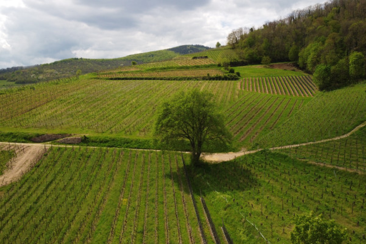 Biodynamie : un vigneron vous explique la différence ! - Exploregion