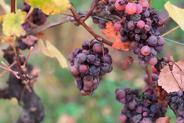 Caves de Noël - Les Secrets des Vendanges Tardives - Exploregion