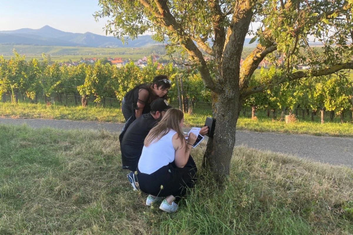 Chasse au Trésor dans le vignoble du Marckrain - Exploregion