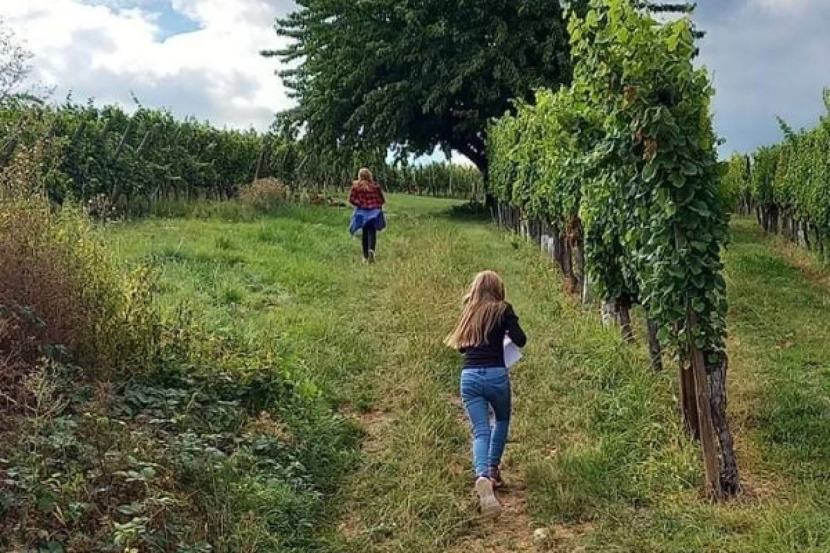 Chasse au Trésor dans le vignoble du Marckrain - Exploregion
