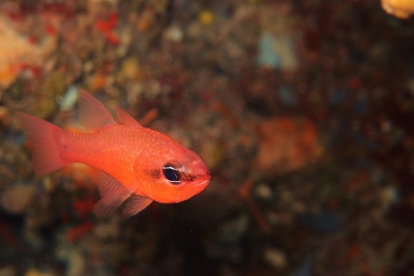 Child course 5 dives for 8-12 years old - Les Issambres - Exploregion