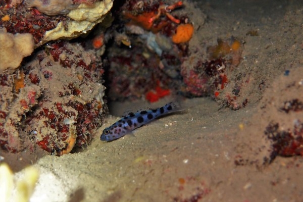 Child course 5 dives for 8-12 years old - Les Issambres - Exploregion