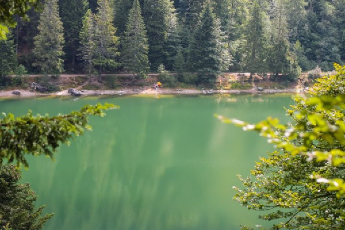Découverte Sylvothérapie dans les Vosges - Exploregion