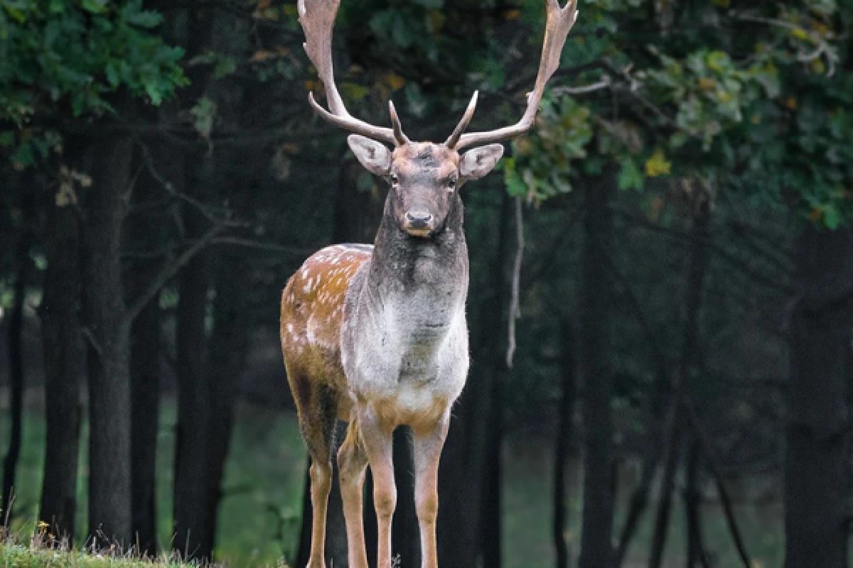 Découvrez le cerf et ses origines ! - Exploregion