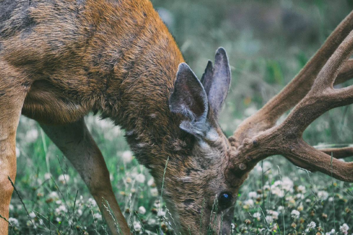 Découvrez le cerf et ses origines ! - Exploregion