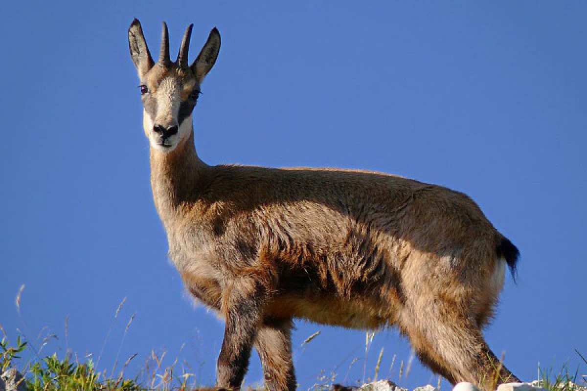 Le champion de nos montagnes, Chamois ! - Exploregion