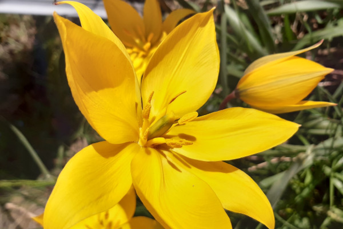 Entre cépages et pétales : la vigne et sa flore - Exploregion