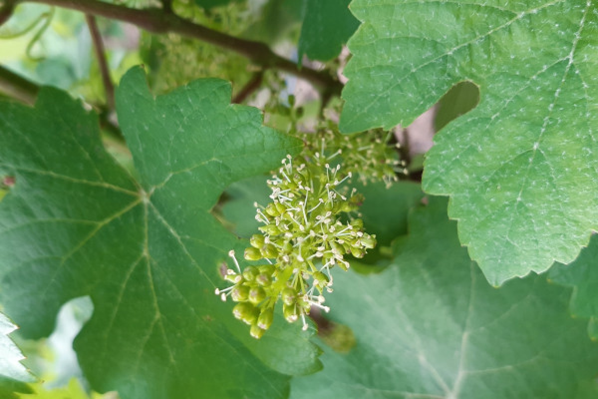 Entre cépages et pétales : la vigne et sa flore - Exploregion
