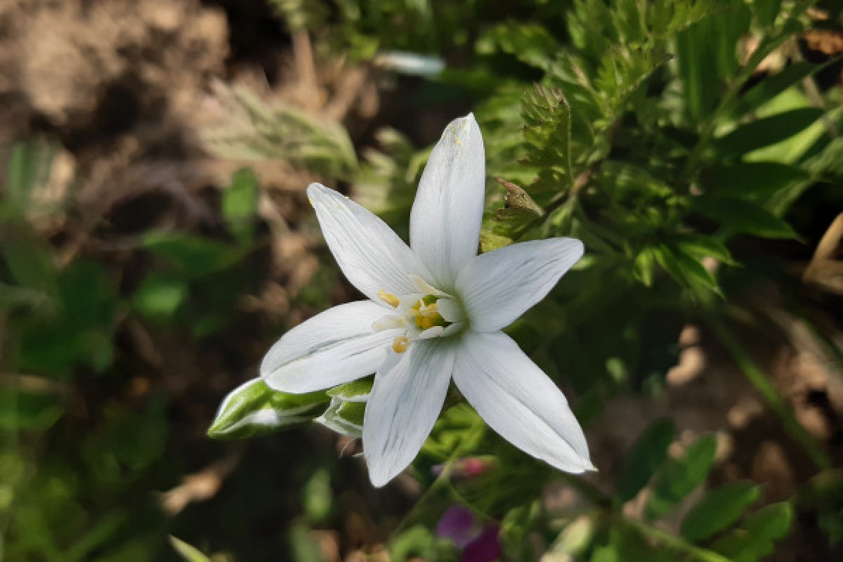 Entre cépages et pétales : la vigne et sa flore - Exploregion