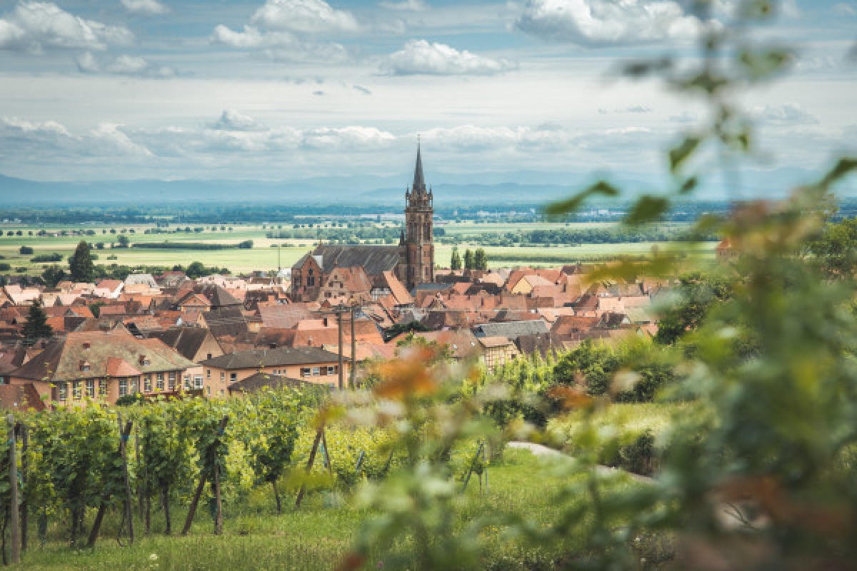 Excursion d'une demi-journée sur la Route des Vins - Exploregion