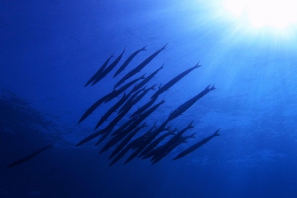 Exploration plongée de nuit - Exploregion