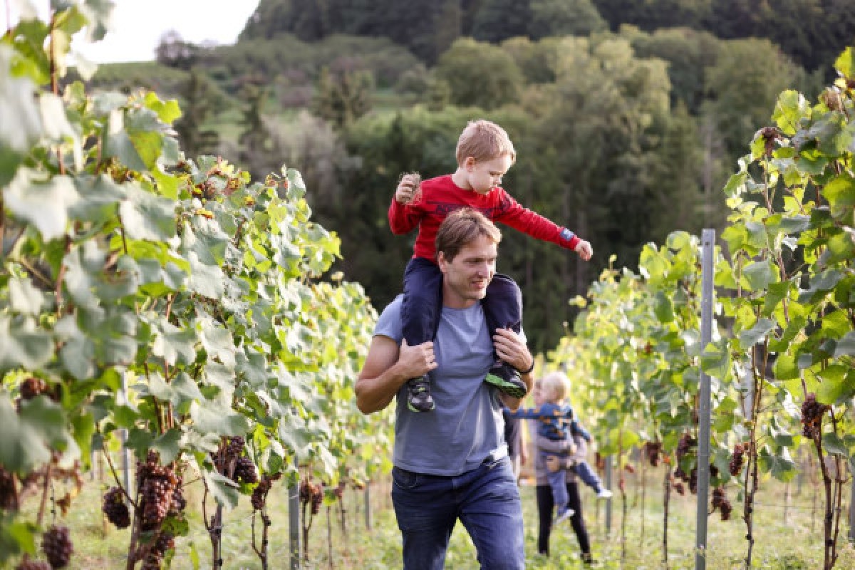Explorez la Moselle enchantée et ses vignobles lors d'une excursion journée - Exploregion