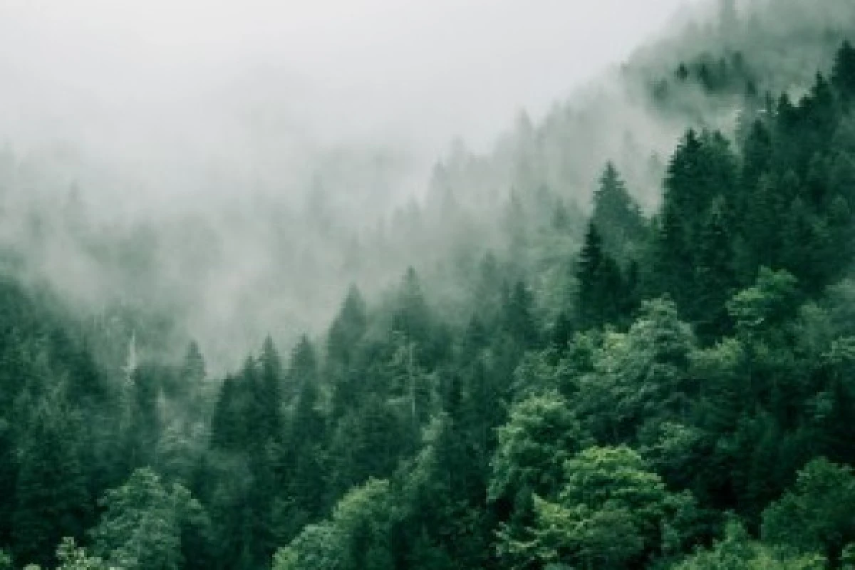Bain de forêt - Exploregion