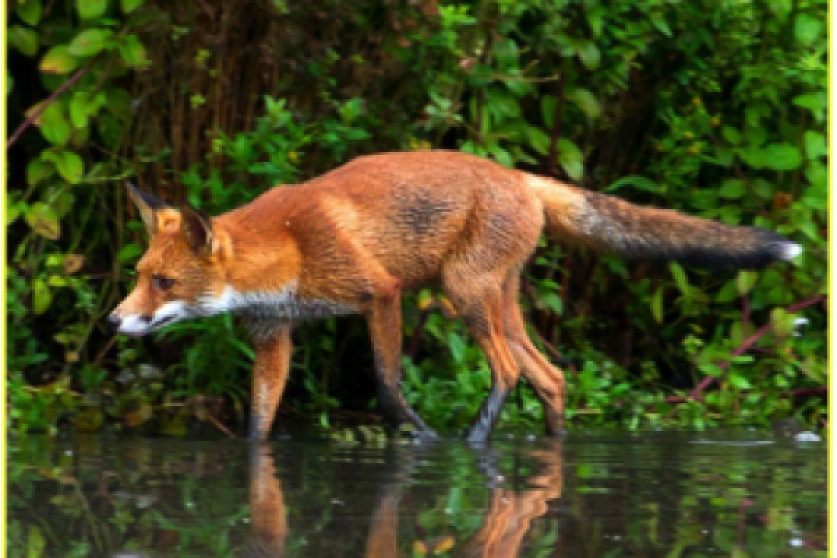 Jeux de piste sur la trace des animaux - Exploregion