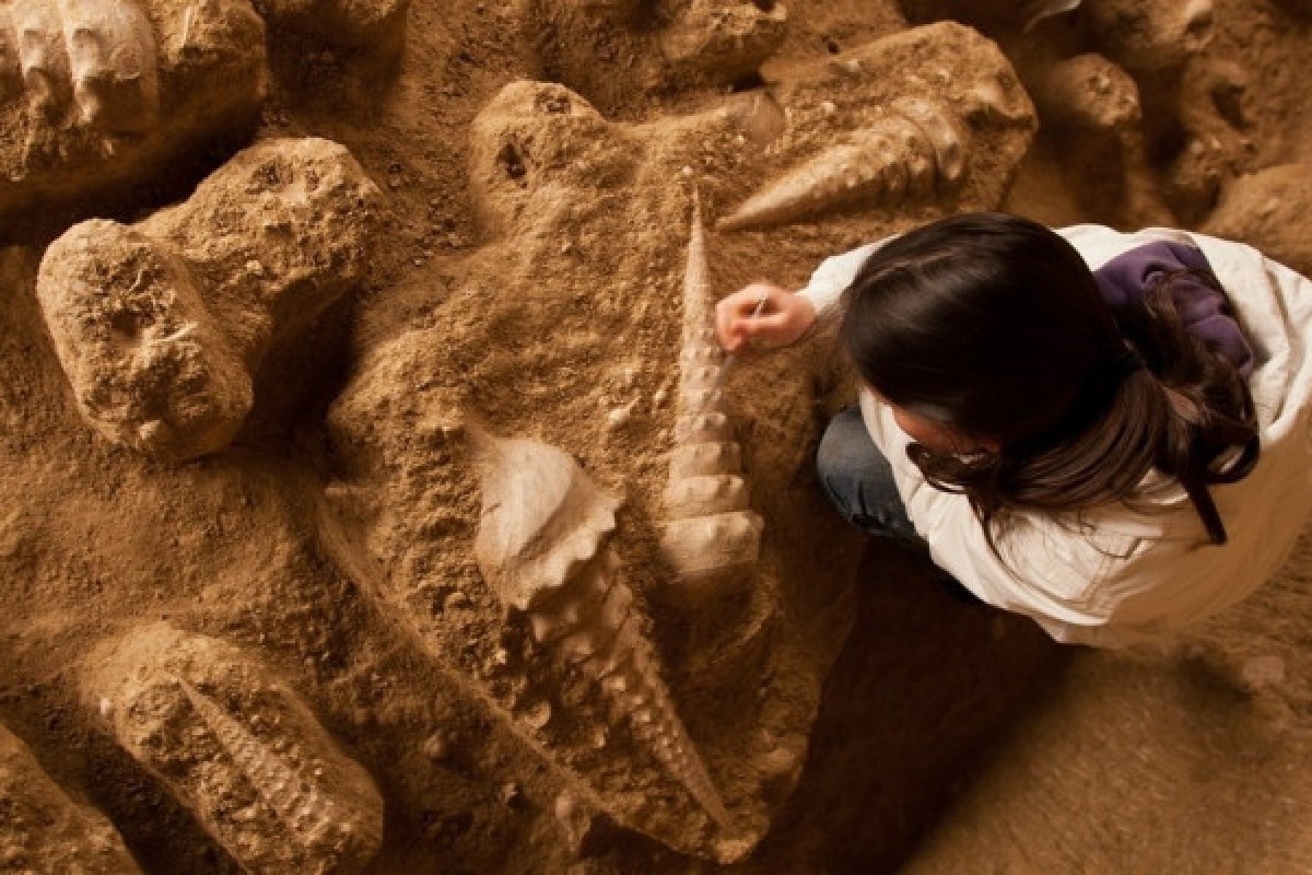 La Cave aux Coquillages, la cave la plus insolite de Champagne - Exploregion