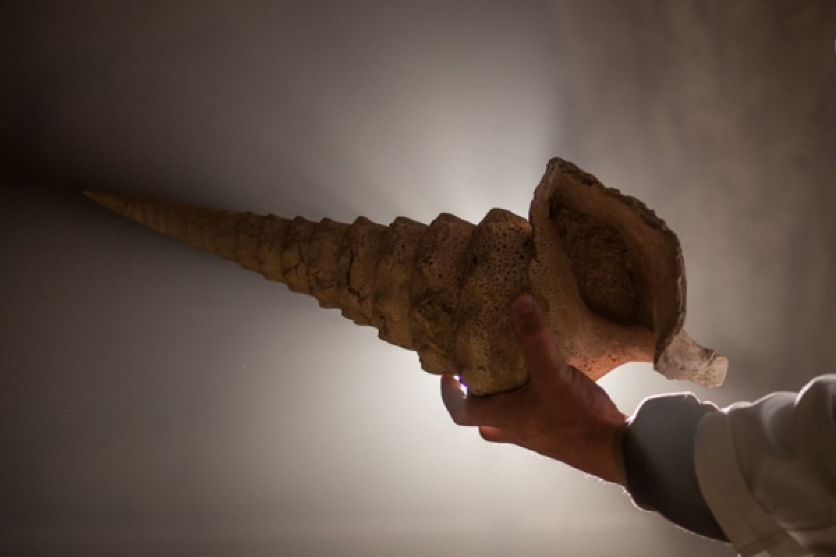 La Cave aux Coquillages, la cave la plus insolite de Champagne - Exploregion