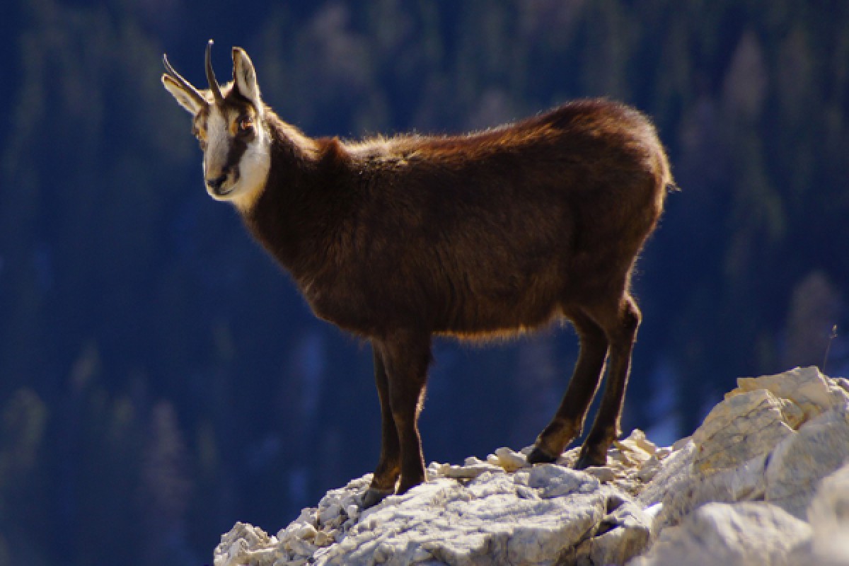 Le champion de nos montagnes, Chamois ! - Exploregion